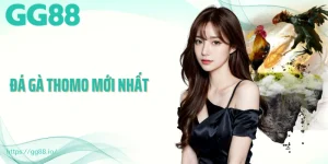 Đá Gà Thomo Mới Nhất Và Trải Nghiệm Tuyệt Vời Cùng GG88