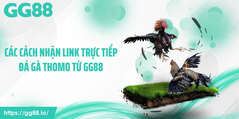 Các cách nhận link trực tiếp đá gà Thomo từ GG88