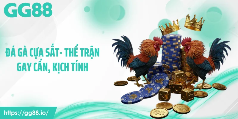 Đá Gà Cựa Sắt- Thế Trận Gay Cấn, Kịch Tính Đến Nghẹt Thở