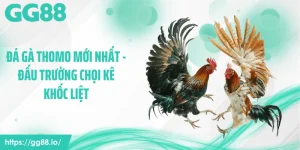 Đá Gà Thomo Mới Nhất - Đấu Trường Chọi Kê Khốc Liệt