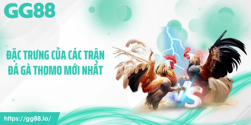 Đặc trưng của các trận đá gà Thomo mới nhất