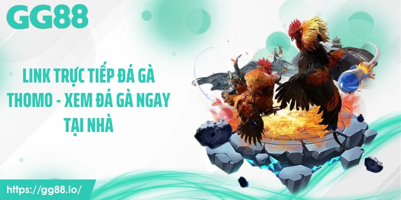 Link trực tiếp đá gà Thomo - Xem đá gà ngay tại nhà