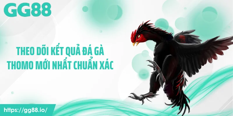 Theo dõi kết quả đá gà Thomo mới nhất chuẩn xác