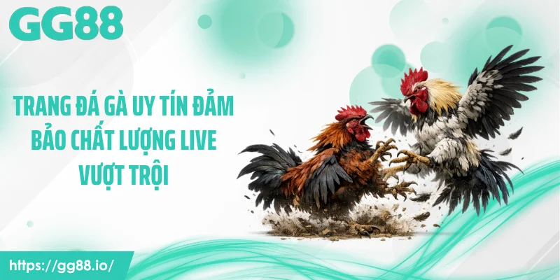Trang đá gà uy tín đảm bảo chất lượng live vượt trội